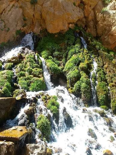 taghia