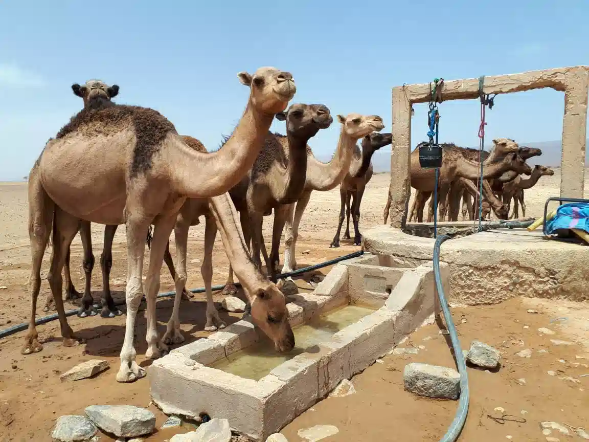 جولة صحراوية لمدة 3 أيام من الرشيدية